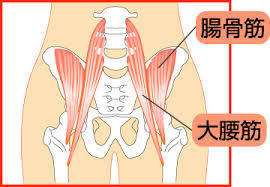 大腰筋.jpg