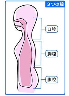 猫背矯正7.jpg